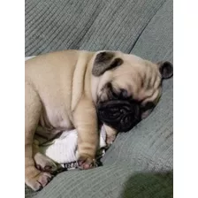 Pug Cariñoso Paja Y Cervato