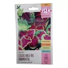 Coleus Arco Íris Sortido 0,15g -500 Sementes Aproximadamente