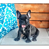 Bulldog Frances Con Ojos Azules En Mercado Libre Argentina