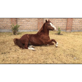 Venta De Caballos Pintos,1/4 De Milla Y De Carreras en Mercado Libre ... Venta De Caballos Pintos,1/4 De Milla Y De Carreras en Mercado Libre ...
