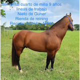 Caballo Cuarto Milla Trabajo - Caballos y Yeguas en Mercado Libre México Caballo Cuarto Milla Trabajo - Caballos y Yeguas en Mercado Libre México