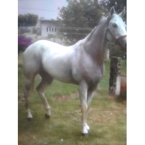 Venta De Caballos Pintos,1/4 De Milla Y De Carreras en Mercado Libre ... Venta De Caballos Pintos,1/4 De Milla Y De Carreras en Mercado Libre ...
