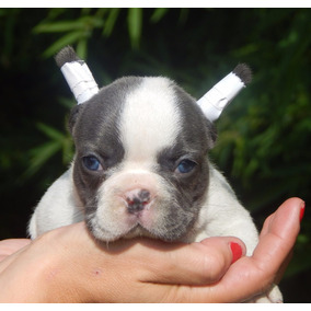 Cachorros Bulldog Frances Blue Perros De Raza En Mercado Libre