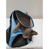 Mochila Para Gato. Ideal Para Paseo A Cualquier Lado