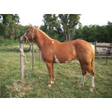Venta Caballos Cuarto Milla - Caballos y Yeguas en Mercado Libre ... Venta Caballos Cuarto Milla - Caballos y Yeguas en Mercado Libre ...