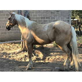 Caballos Cuarto De Milla Aqua en Mercado Libre México Caballos Cuarto De Milla Aqua en Mercado Libre México