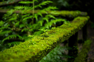 Musgo natural en árbol