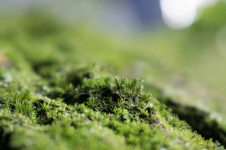 Musgo natural