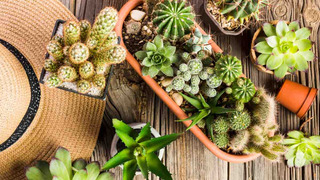 Variedad de suculentas