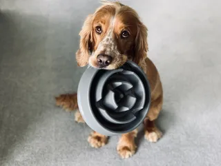 Encontre o comedouro ideal para o seu cachorro