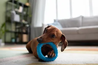 ESCOLHA OS PRODUTOS PERFEITOS PARA O SEU PET