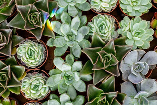 Cultivo de diferentes suculentas