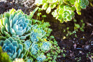 Plantas suculentas