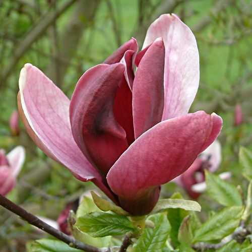 Magnolia Liliflora Púrpura (magnolia Tulipán) | MercadoLibre