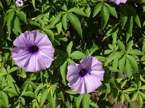 Ipomoea Cairica * Railroad Morning Glory * Flor - Sementes