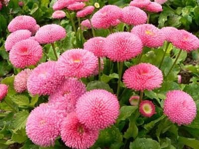 25 Sementes De Flores Perpetua Rosa Para Mudas | MercadoLivre
