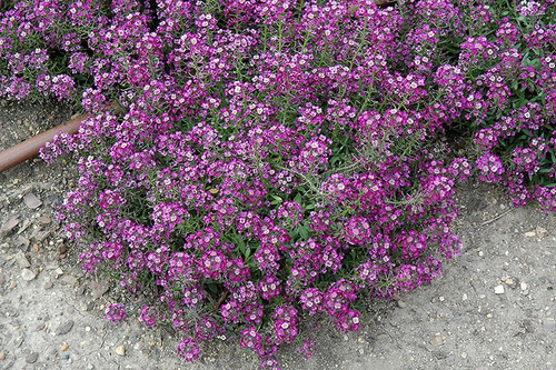 Imagem 4 de 7 de Alyssum Violeta Flor De Mell Alisso Flor Sementes P/mudas