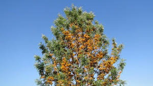 Gravillea- Arbol De Sombra Con Hermosa Flor Amarilla-1,40alt