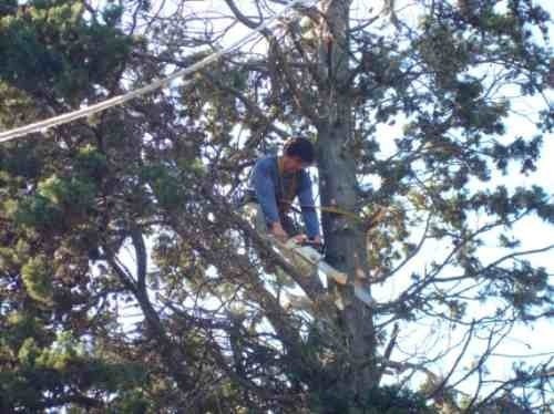 Poda De Arboles, Extracciones Y Limpieza De Terrenos.