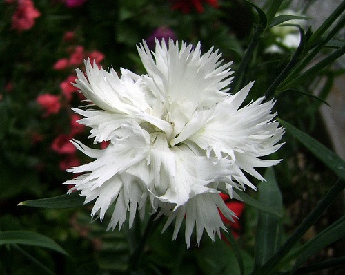 Cravo Chabaud Gigante Branco Sementes Para Muda Flor | MercadoLivre