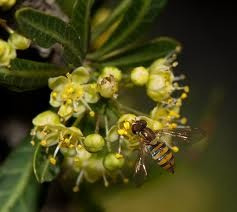 Asclepia Mellodora - Planta Nativa Ornamental - Monarca