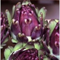 Alcachofra Roxa - 1,2gr De Sementes Culinária Exótica