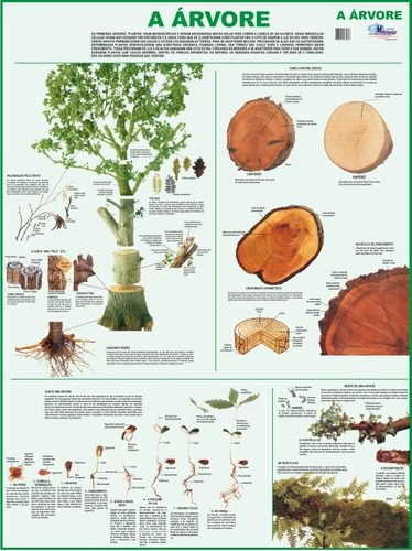 Mapa Gigante A Árvore P/ Estudo De Botânica Tam. 1,20 X 0,90