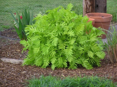 30 Sementes De Catinga De Mulata Tanaceto Tanacetum Vulgare