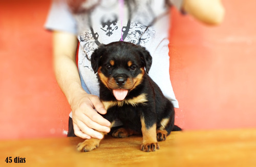 Filhotes De Rottweiler - Linhagem De Campeões