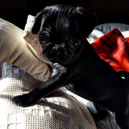 Pug Carlino