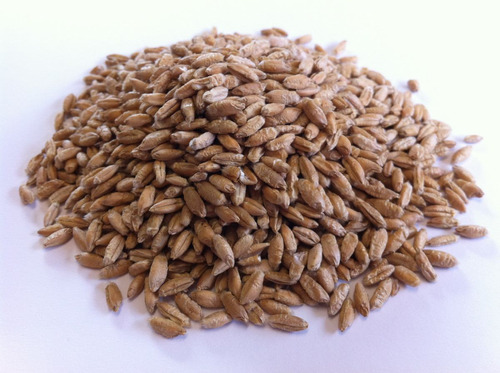 1 Kilo Semillas De Triticale T-5 - Triticosecale Aestivum