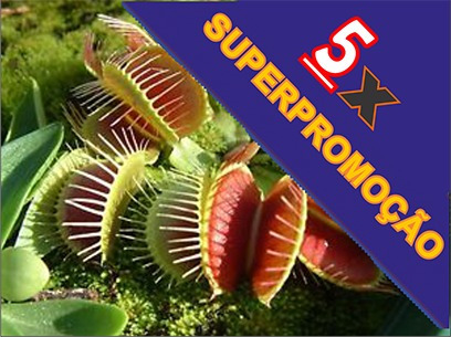 Superpromoção Plantas Carnívoras! 5 Venus Flytrap + Brindes!