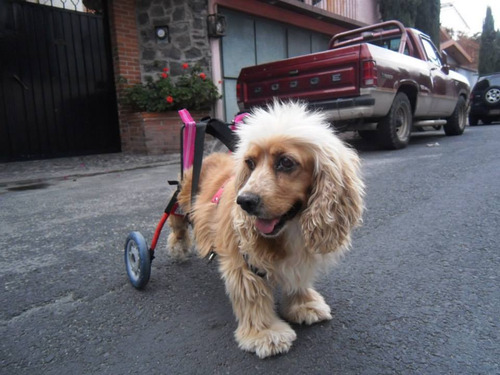 Car Can Silla De Ruedas Para Perro Discapacitado Pequeño