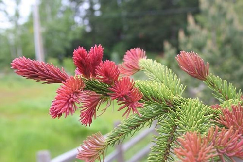 15 Semillas De Picea Rubra - Abeto Rojo Codigo 919