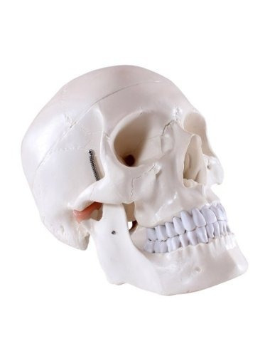 Cráneo Médica Humana Anatómica De Alta Calidad Classic 3 Par