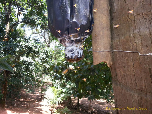 Isca Pet Para Captura De Enxame Abelha Jatai