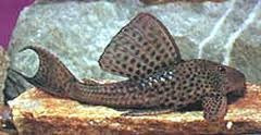 Plecostomus Limpia Vidrios 7 A 8 Cm