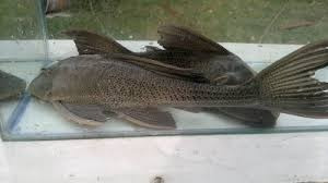 Plecostomus Limpia Vidrios 7 A 8 Cm