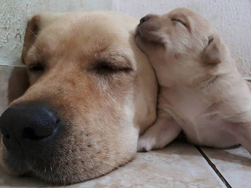 Filhotes De Labrador (com Pedigree E Microchipados)