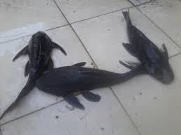 Plecostomus Limpia Vidrios 7 A 8 Cm