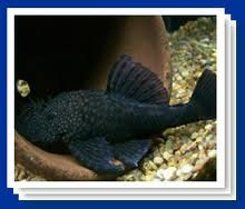 Plecostomus Limpia Vidrios 15 Cm