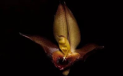 Orquidea Catasetum Schmidtianum Dourado X Aureo | Parcelamento sem juros