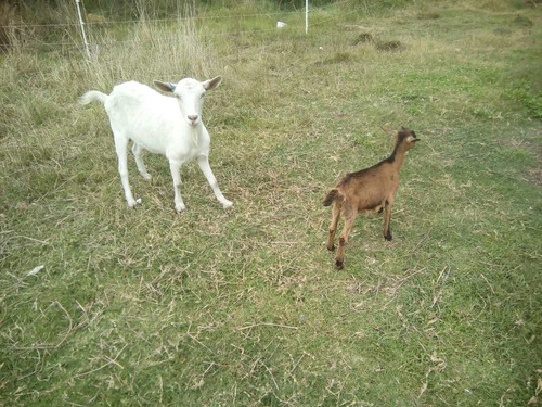 Dos Hembras  Una Grande Una Chiquita Mansa