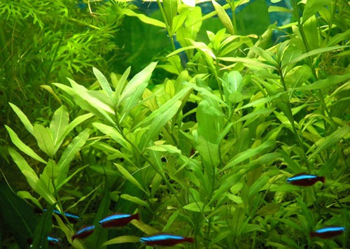 Planta Para Acuario Hygrophila Polysperma