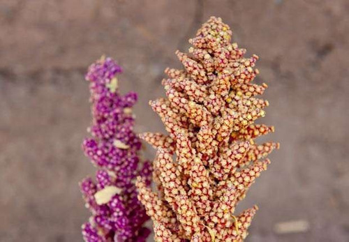 Imagem 2 de 10 de 900 Sementes Quinoa: Branca Preta E Vermelha Super Alimento!