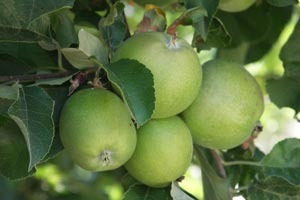 Arboles Frutales Combo- Manzano. Naranjo. Limonero