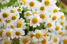 Camomila (matricaria Recutita) 100 Gr Ervas Para Chá