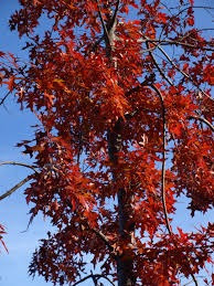 Roble Palustre Otoñan En Rojo-1 Mt Cm De Altura.