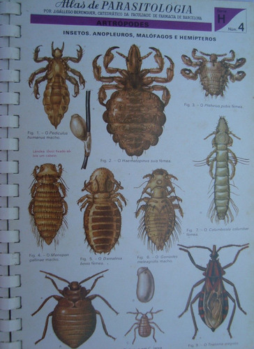 Atlas De Parasitologia Ilustrado De 1974 - Gállego Berenger