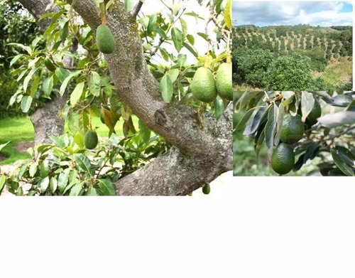 Finca De Aguacate Sembrada En Producción